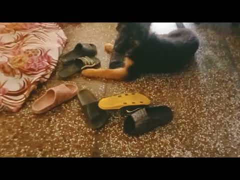 Oscar #germanshepherd ..fun with footwear 😁😁😁😂😂😂😂😂