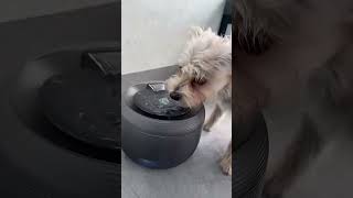 AnimAll VetLine (ЭнимАлл ВетЛайн) Fitopaste Anti-Stress - Фитопаста для профилактики стресса у кошек