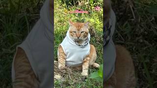 Download lagu Pantes Panutanya aja modelan gini 😫😫 #cats #kucing #kimwoyong #viral mp3 Download lagu Pantes Panutanya aja modelan gini 😫😫 #cats #kucing #kimwoyong #viral mp3