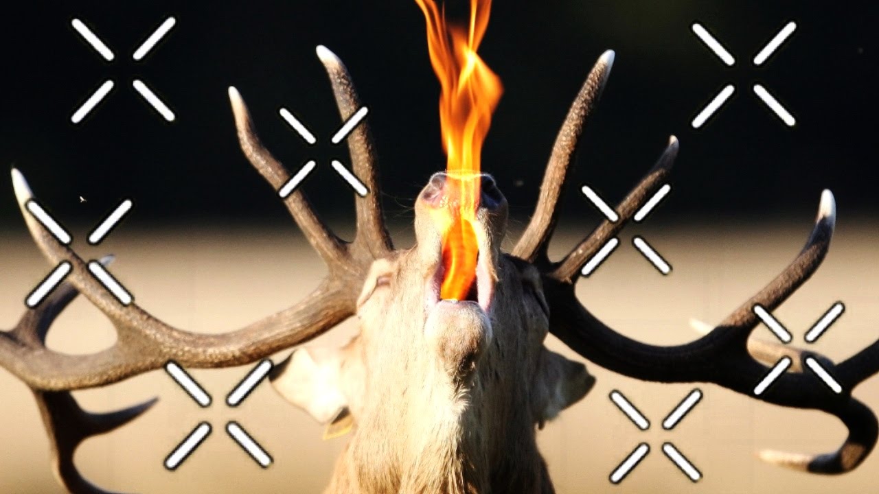 STOP CHEAT MONSIEUR LE CERF (Alpages: The Five Books) thumbnail