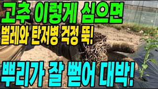 탄저병 진딧물 걱정없는 고추심는방법! 뿌리 활착이 대박!