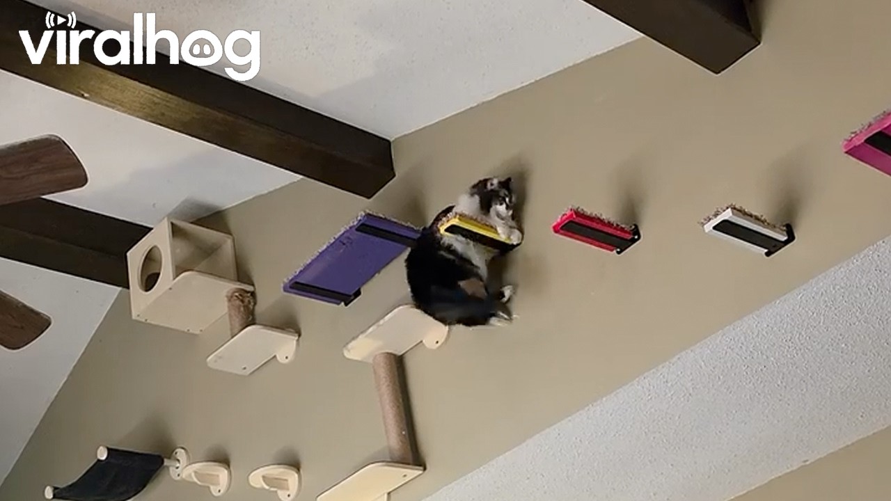 Clumsy Cat Hangin' In There || ViralHog
