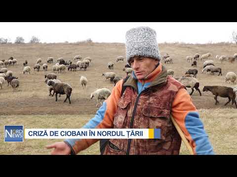 , title : 'CRIZĂ DE CIOBANI ÎN NORDUL ȚĂRII'