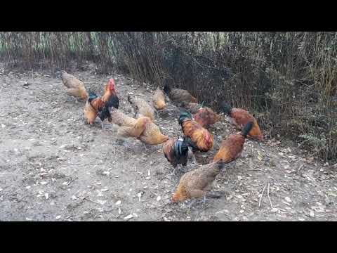 Ceska slepice zlata kropenata
