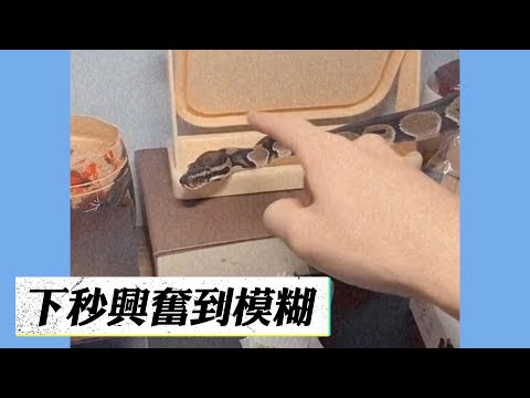出現蛇