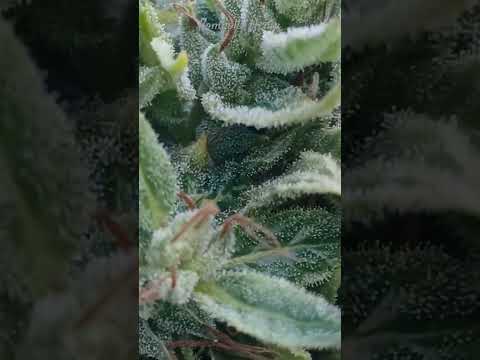 kompolti hemp cannabis sativa