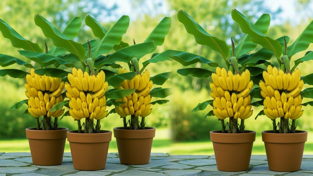 Great!! i Grafting mango fruit - Banana fruit - Watermelon fruit & More with Secret Techniques