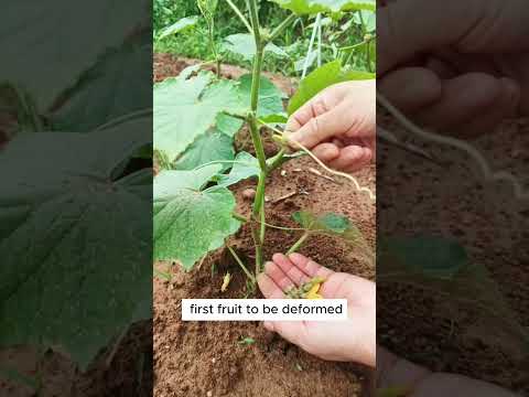 Picking cucumber too early will prevent the plant from growing #shorts #plantingtips
