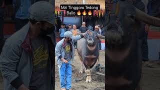 Download lagu Ma' Tinggoro Tedong Ballo mp3 Download lagu Ma' Tinggoro Tedong Ballo mp3