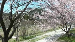 preview picture of video '中津川市　「花街道付知川河川公園」　～桜～'