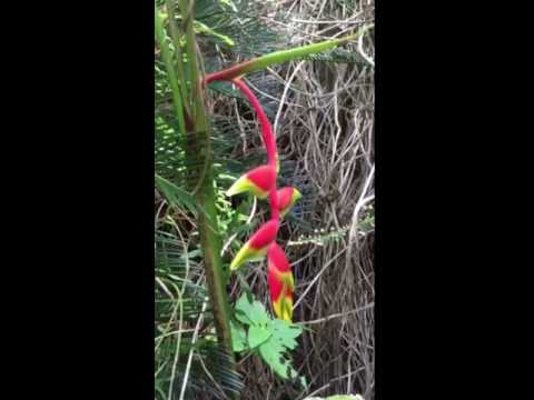 園芸 Rostrate ヘリコニア、ロブスタークロー