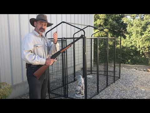 How to Train Hunting Dog to Like Gunfire