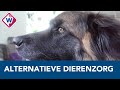 Bioresonantie bij dieren, een alternatieve geneeswijze - OMROEP WEST