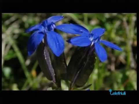 Intervento di Luca Strazzaboschi - SentieriNatura 2014 - 06