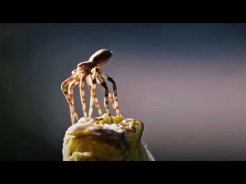 Flying Spiders! | Animal Einsteins | BBC Earth