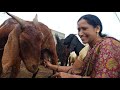 Viral Buffalo Prepare Goat Milking Vlog ️