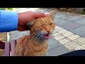 Cute Orange Cat Loudly Meowing Because Hungry Orangecats Meowing Landofcats