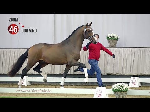 Westf. Hauptkörung Reitpferdehengste 2020: 46 Zoom - Don Vino - Werther
