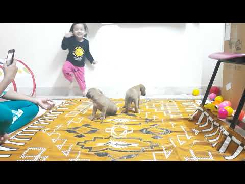 Playing with puppies