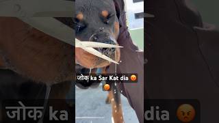 Download lagu What a joke, he's so funny 🤬🤬 #shorts #viral #trending #dogs #viral #trending #dogs #viralvideos mp3
