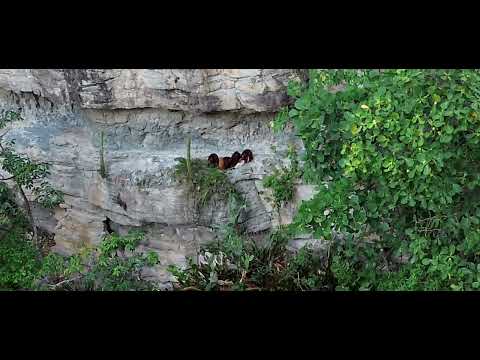 AL EXTREMO SIMIOS CASCADA MANCHEGO ARATOCA SANTANDER