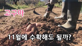 11월에 수확하는 고구마 먹을 수 있을까