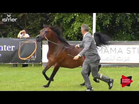 N.72 AL LOUBNA - Ströhen 2017 C-Show - 4.6 Years Old Mares (Class 9)