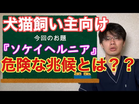 犬の鼠径ヘルニア:診断と治療