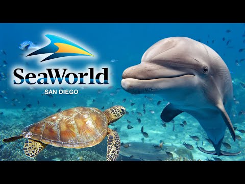 SeaWorld San Diego 2024 Guide - Top Tips, Rides, Shows & Exhibits!