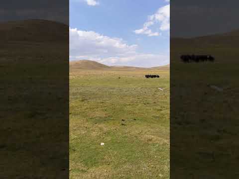 Moving Through A Bog