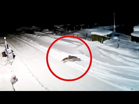 19 ВИДЕО хитрых волков январь 2019 Охота на волка