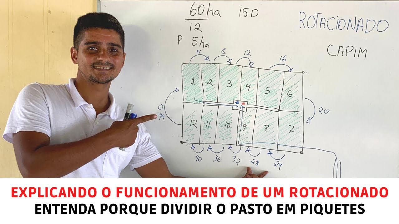 Explicando o funcionamento de um Rotacionado - Entenda porque dividir o pasto em piquetes