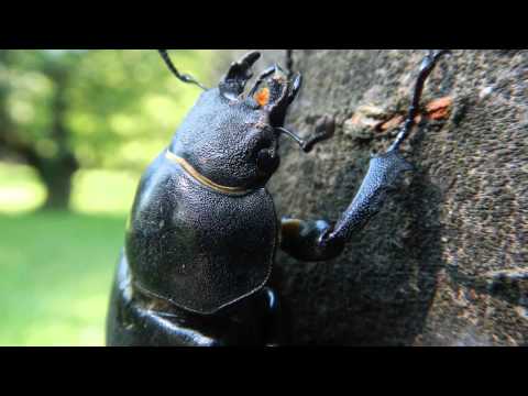 Makroszkópia 2.rész UHD 4K