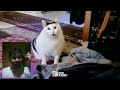 Kucing Pidato