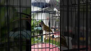 Download lagu Pijantung gunung gacor dikasih nektar gacormaxx pro #gacormaxx #kicaumania mp3