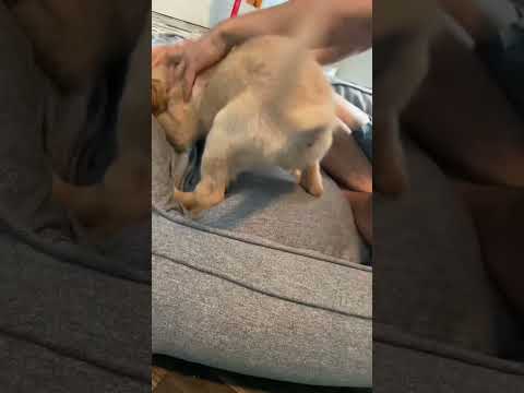 Baby muffin playtime . 6 months ago muffin was this small #shorts