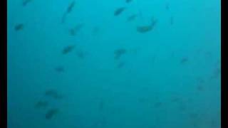 Mergulho em Guarapari - Nov de 2008