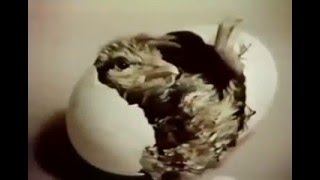 Sesame Street The Inside Story