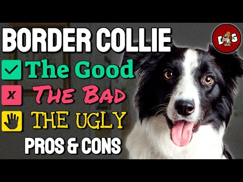 Owning A Border Collie The Good, The Bad, The Ugly | Pros And Cons