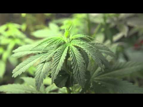 how to Fim Top young Cannabis plants