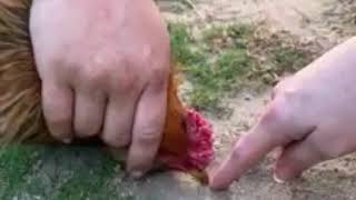 How to Hypnotize a Chicken - Don&#39;t erase the line!