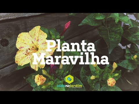 , title : 'Planta Maravilha'