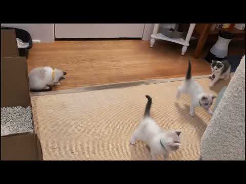 Meet Yellow a Domestic Shorthair currently available for adoption! 6/22/2025 12:07:03 PM