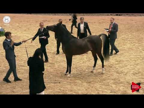 N.84 QAYSAR AL JOOD - SEWC 2018 - Senior Stallions (Class 5A)
