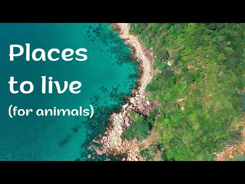 Bugs team 3 Unit 1 Lesson 5 - Where do they live?