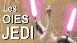 024 LES OIES JEDI