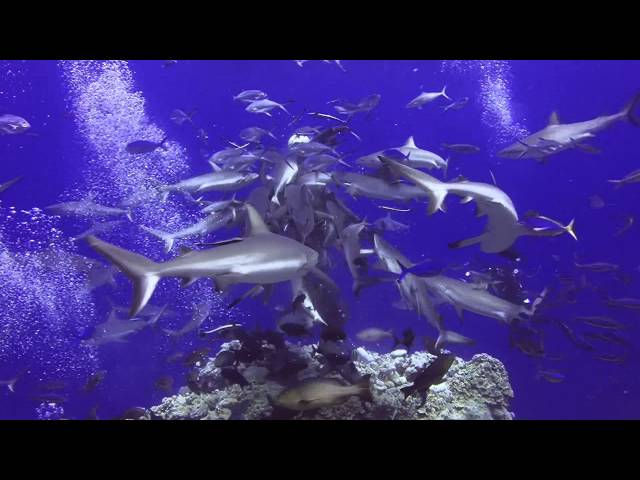 North Horn, Osprey Reef  diving with sharks,  Mike Ball, Australia ,GBR