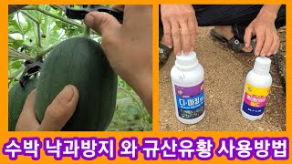수박 낙과방지 방법과 규산+유황 사용방법~주말농장,텃밭 수박,참외,오이,토마토,고추,호박 재배방법,키우기