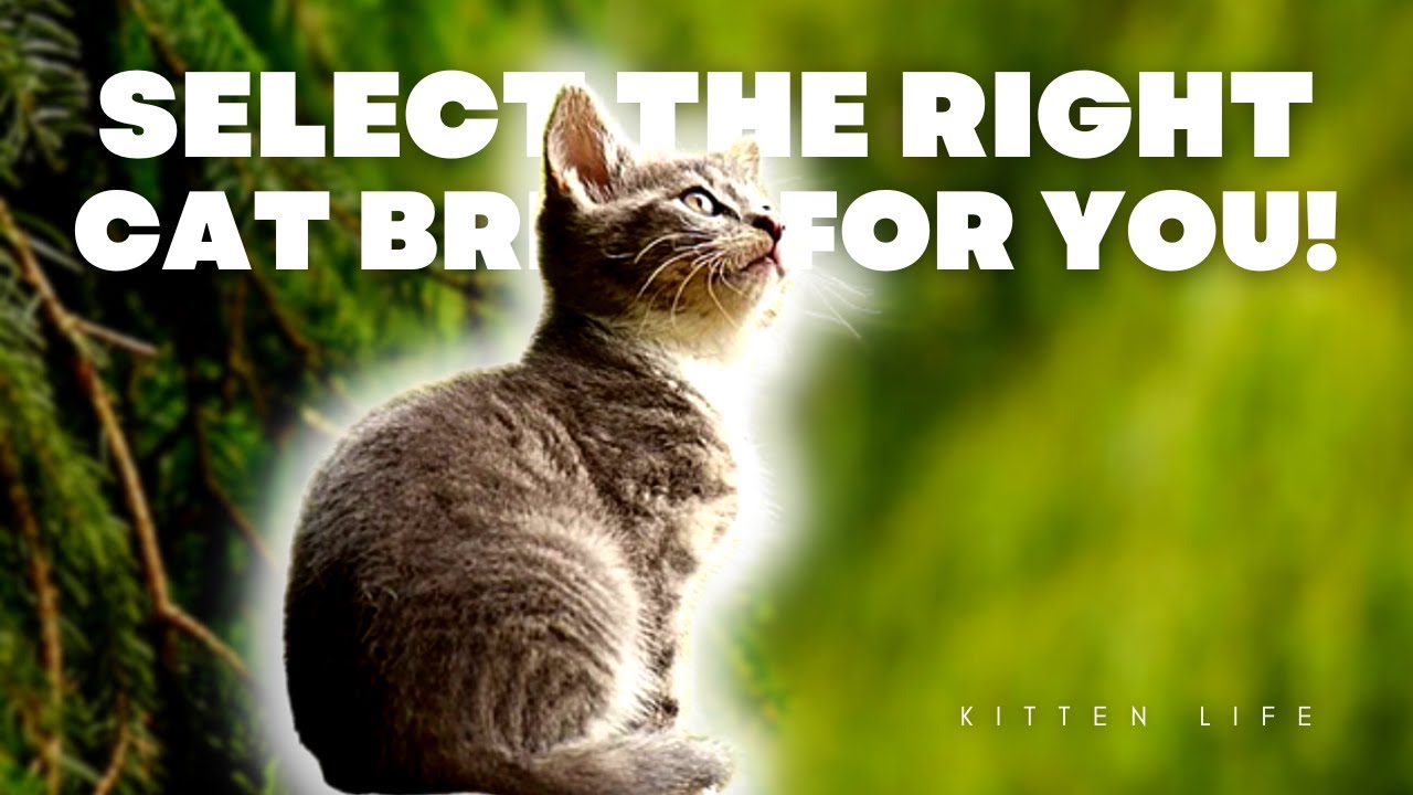 A Purrfect Fit  Your Guide to Selecting the Right Cat Breed