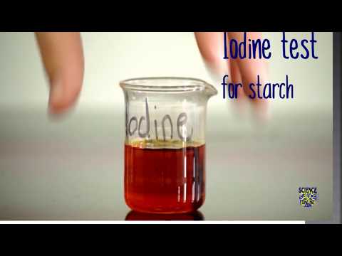 Lewenswetenskap GRAAD 10: 28 April 2020 - periode 7 (28107)